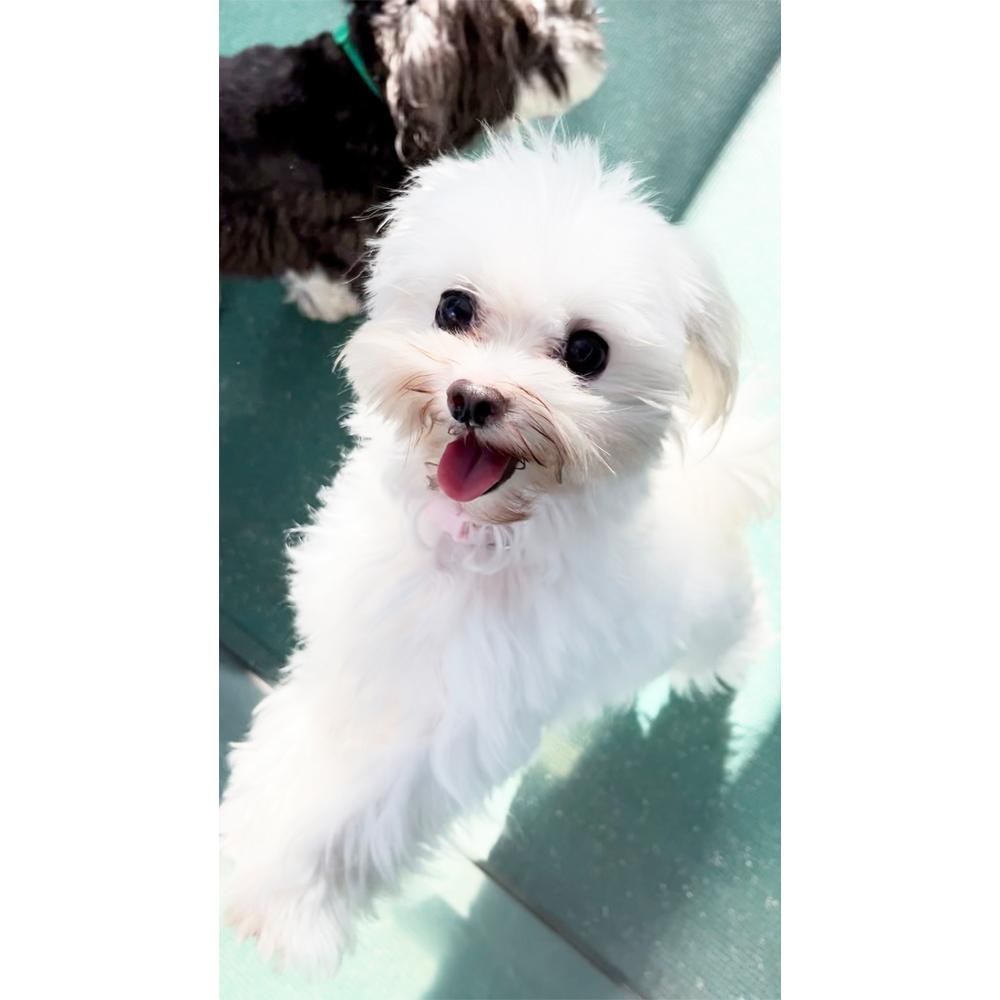 生徒が撮影したモデル犬写真②